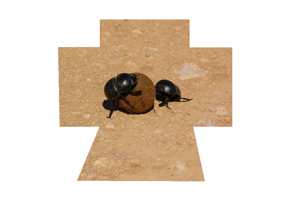 Der heilige Pillendreher oder ich bete die Scheie von meinem dealer an