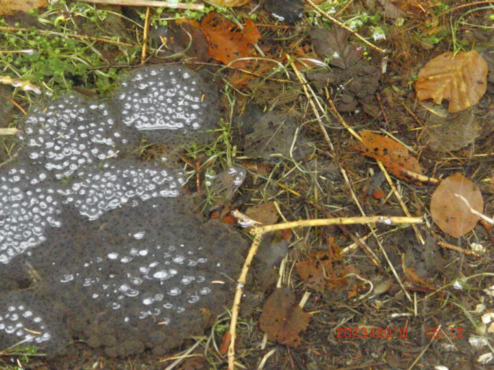 Dr krankes Schwein nach dem Kuss von meiner Frau