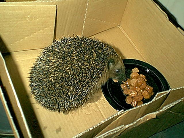 Willie Pumuckel frit