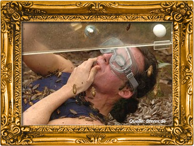 bild-dschungelcamp-kueblboeck